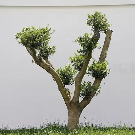 Mega Luxury ヴィラ *